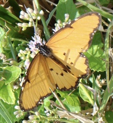 Danaus chrysippus dorippus
