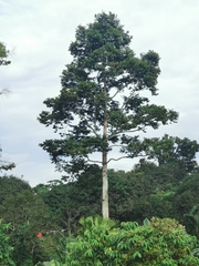 Araucariaceae