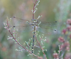 Eusynthemis virgula