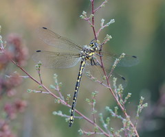 Eusynthemis virgula