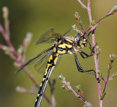 Eusynthemis virgula