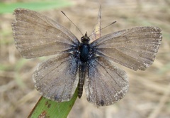 Zizeeria knysna