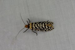 Moerarchis clathrata