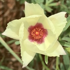 Cienfuegosia digitata