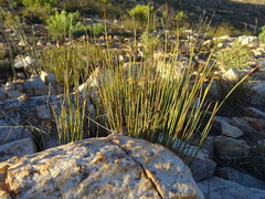 Hypodiscus aristatus