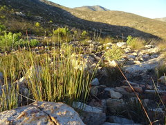 Hypodiscus aristatus