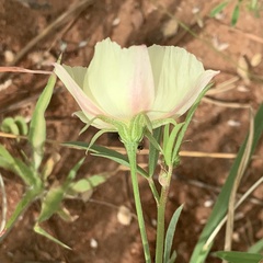 Cienfuegosia digitata