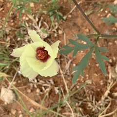 Cienfuegosia digitata