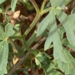 Cienfuegosia digitata