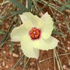 Cienfuegosia digitata