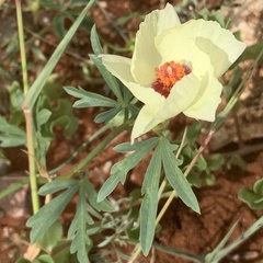 Cienfuegosia digitata