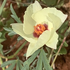 Cienfuegosia digitata