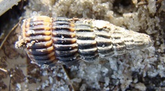 Cerithidea