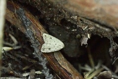 Anachrostis nigripunctalis