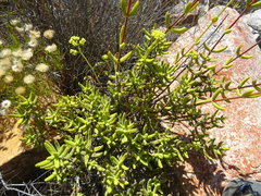 Crassula mollis