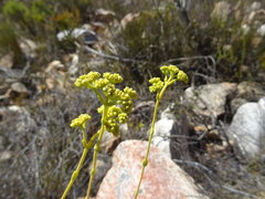 Crassula mollis
