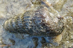 Cerithidea