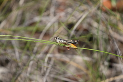 Macrotona securiformis