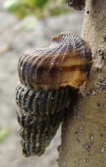 Cerithidea
