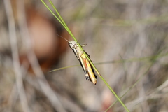 Macrotona securiformis