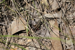 Macrotona securiformis