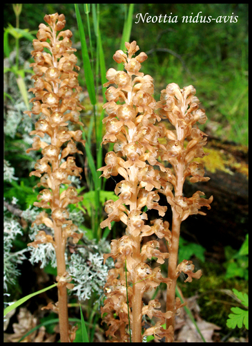 bird's-nest orchid