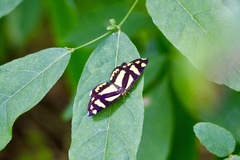 Psychostrophia melanargia