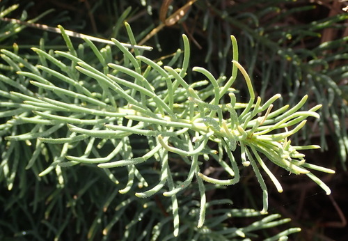 Image of Lebeckia gracilis by (c) Nicola van Berkel, some rights reserved (CC BY-SA)