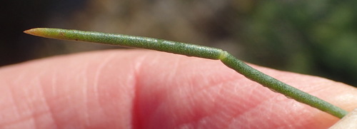Image of Lebeckia gracilis by (c) Nicola van Berkel, some rights reserved (CC BY-SA)