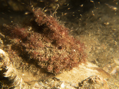 Aploactisoma milesii