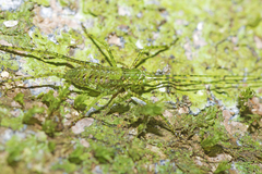Phricta aberrans