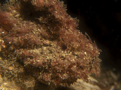 Aploactisoma milesii