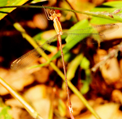 Lestes viridulus