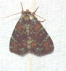 Donda ornata
