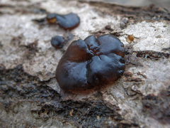 Exidia truncata