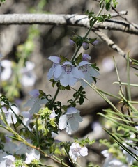 Prostanthera arapilensis