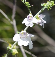 Prostanthera arapilensis