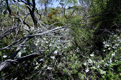 Prostanthera arapilensis