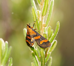 Metallarcha diplochrysa
