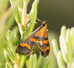 Metallarcha diplochrysa