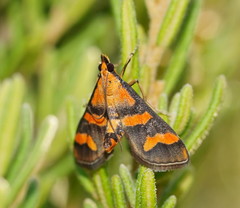 Metallarcha diplochrysa