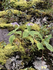 Hydrangea involucrata