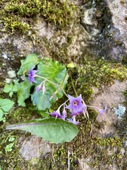 Conandron ramondioides