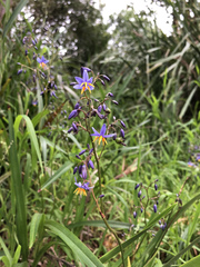 Hemerocallidoideae
