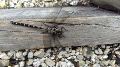 Austroaeschna hardyi