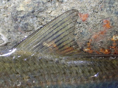 Clupanodon thrissa