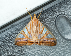 Agrioglypta zelimalis