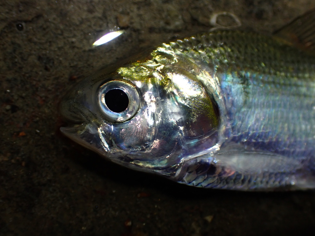 Chinese Gizzard Shad