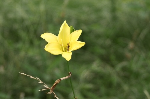 Citron daylily (Hemerocallis citrina)
