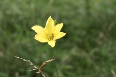 Hemerocallis citrina vespertina